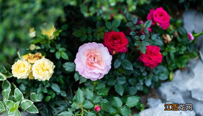 月季花6月份能移栽吗视频 月季花6月份能移栽吗