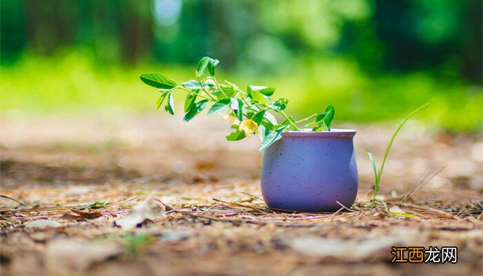 植物的根都是向下生长的对吗为什么 植物的根都是向下生长的对吗