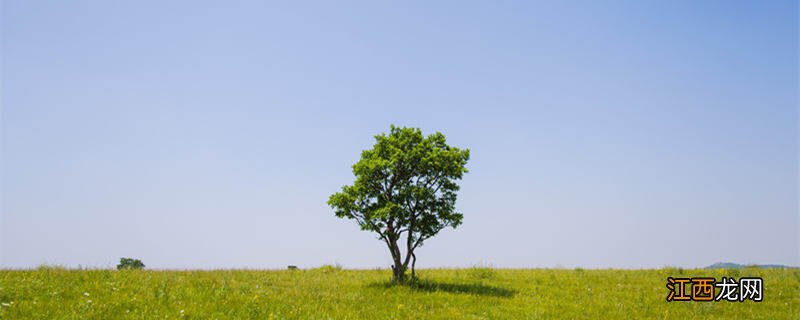 植物生根用什么肥料好 生根肥料有哪些