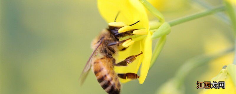 蜜蜂兰的养殖方法和注意事项视频 蜜蜂兰的养殖方法和注意事项