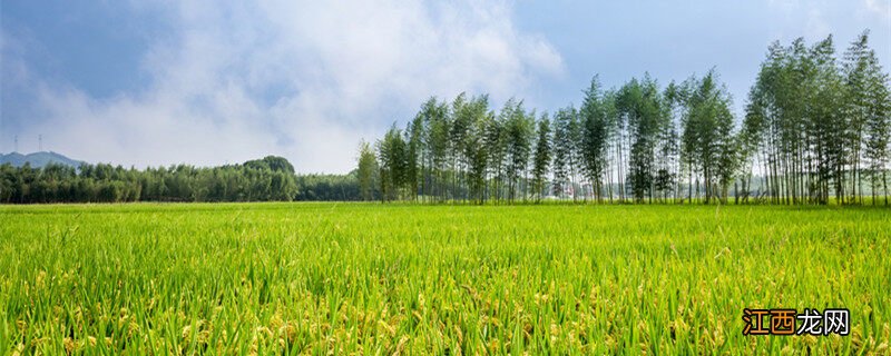 野火烧不尽春风吹又生是什么植物