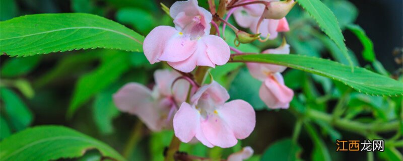 凤仙花是什么根系的植物 凤仙花是什么根系