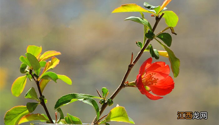 凤仙花是什么根系的植物 凤仙花是什么根系