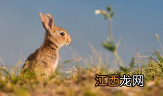 2023年兔年是什么命 2023年兔年是什么命和父母