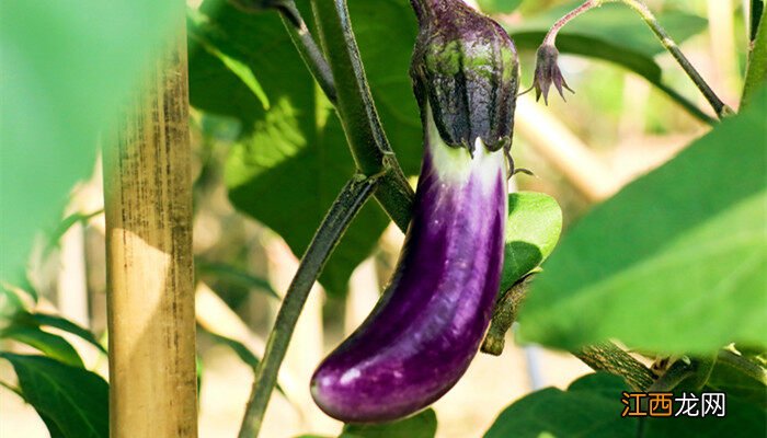 茄子怎样剪枝产量高些 茄子怎样剪枝产量高