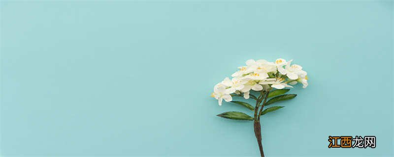 米花的花语及寓意是什么 米花的花语及寓意