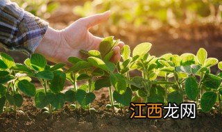 立夏后能种什么植物好 适合立夏后种的植物