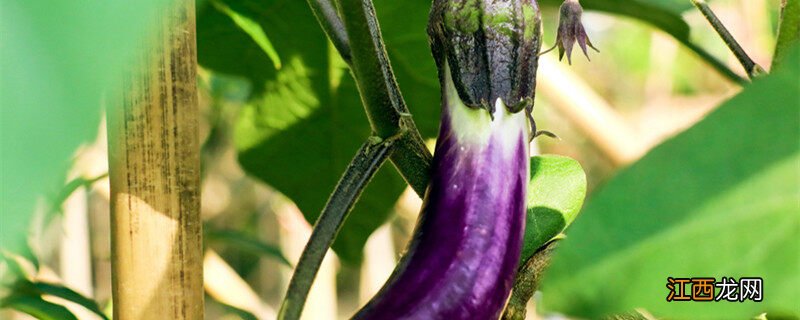 茄子的生长过程示意图 茄子的生长过程