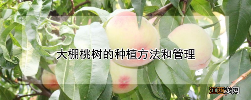 大棚桃树的种植方法和管理