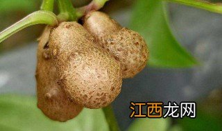 山药豆能盆栽吗 盆栽山药豆的种植方法