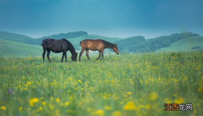金枝玉叶水培扦插方法视频 金枝玉叶水培扦插方法