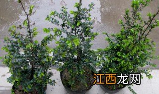 小叶紫檀的种植方法 小叶紫檀的种植方法和方法