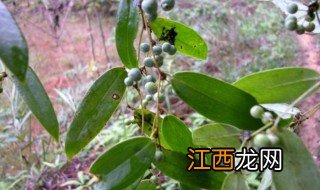 土茯苓种植方法图片 土茯苓种植方法