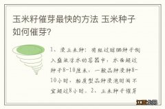 玉米籽催芽最快的方法 玉米种子如何催芽？