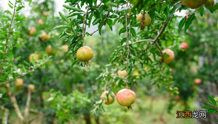 石榴树的养殖方法和注意事项 石榴种植方法和注意事项