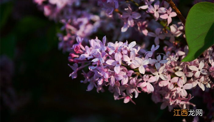 丁香花瓣有几瓣图片 丁香花瓣有几瓣