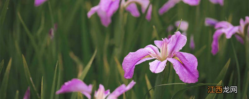 紫色鸢尾花的花语和象征意义 鸢尾花的花语和象征意义