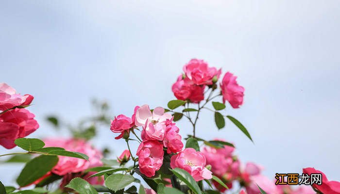 月季花是哪个城市的市花作文 月季花是哪个城市的市花?