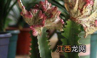 龙骨花种植方法图解 龙骨花种植方法