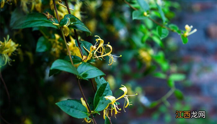 金银花盆栽种植方法和注意事项 金银花盆栽种植方法