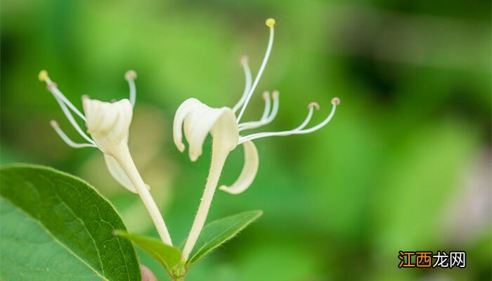 金银花盆栽种植方法和注意事项 金银花盆栽种植方法