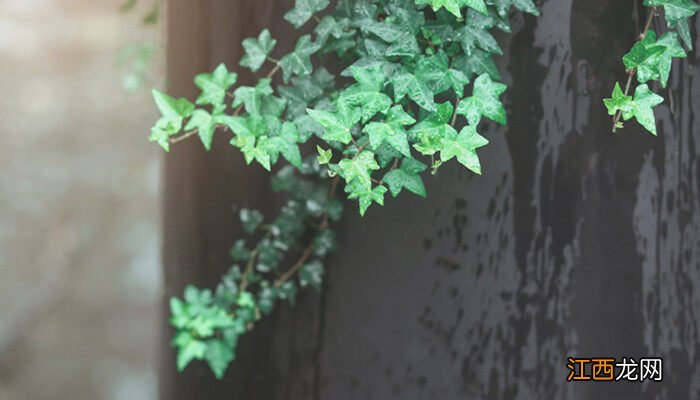 生长快的漂亮爬藤植物有哪些 生长快的漂亮爬藤植物