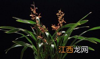 墨兰启黑的养殖方法和注意事项 墨兰启黑如何养殖以及禁忌简介