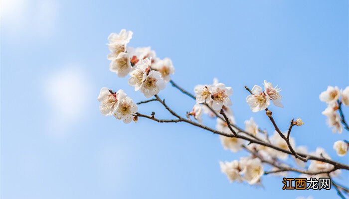 梅花的资料和特点 梅花的资料