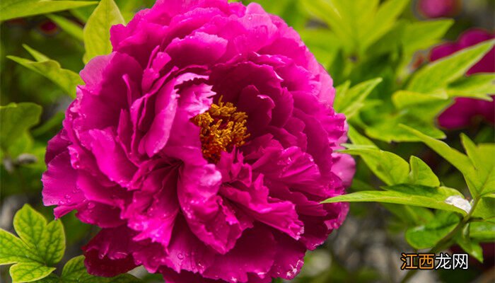 牡丹花为什么不能进家 牡丹适合室内盆栽吗