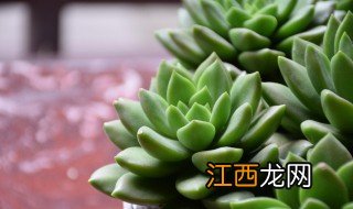 多肉花语是什么意思 多肉花语意思说明