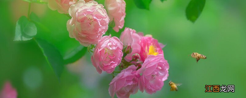 野蔷薇的花语和寓意 野蔷薇的花语