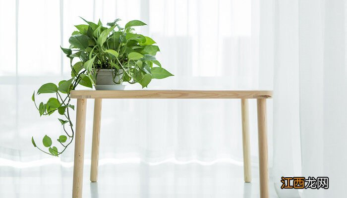 绿萝土栽的种植方法 绿萝土培方法