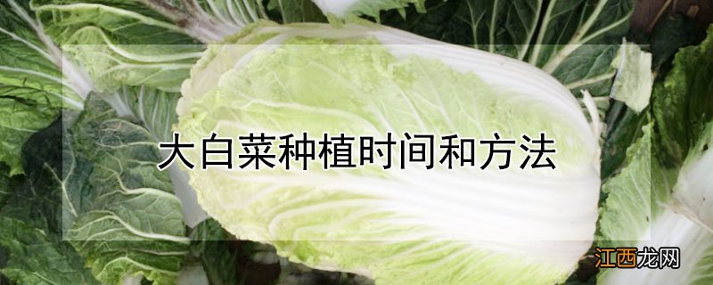 大白菜种植时间和方法