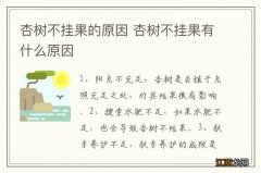 杏树不挂果的原因 杏树不挂果有什么原因