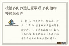 棱镜多肉养殖注意事项 多肉植物棱镜怎么养