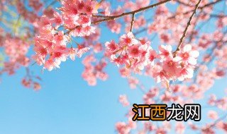 日本的国花是什么花 日本的国花的介绍