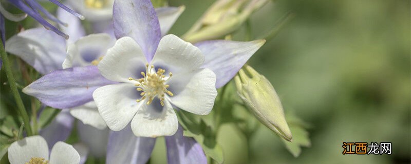 大花耧斗菜的种植方法 耧斗菜的种植方法