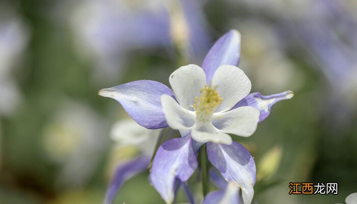 大花耧斗菜的种植方法 耧斗菜的种植方法