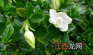 栀子花黑叶的原因及解决方法 栀子花黑叶怎么办