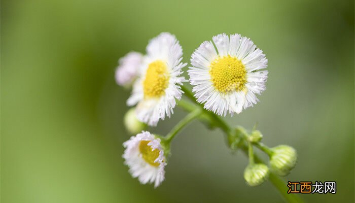 小雏菊的花语是什么? 小雏菊的花语是什么