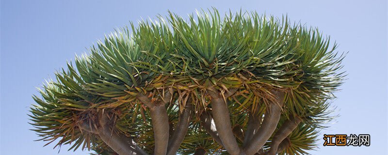 龙血树怎么养护和注意哪些事情 龙血树怎么养