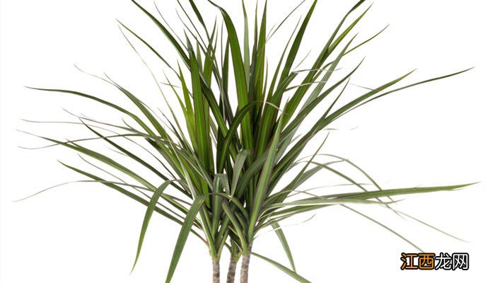 龙血树怎么养护和注意哪些事情 龙血树怎么养