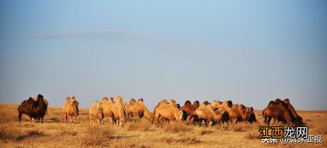 内蒙古三大草原:科尔沁、呼伦贝尔、锡林郭勒草原 壮丽的风景线