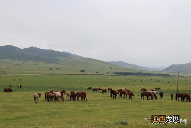 内蒙古三大草原:科尔沁、呼伦贝尔、锡林郭勒草原 壮丽的风景线