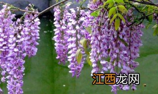 鬼为什么怕紫藤花 紫藤花的简介