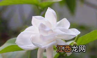 茉莉是什么季节开的花 茉莉的简介