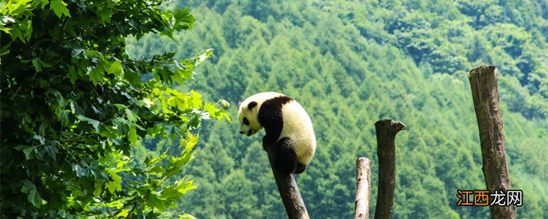 活化石有哪些动物植物 活化石有哪些动物