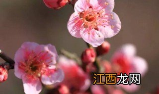 梅花是什么季节开放 梅花开花的季节是什么时候呢