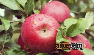 关于苹果的资料介绍 苹果简介