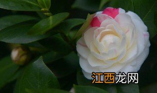 白色茶花品种 白色茶花品种有哪些